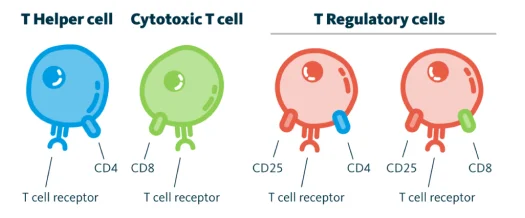 t cells